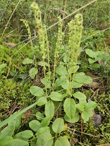 one-sided wintergreen