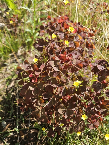 Oxalis stricta rufa
