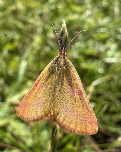 Purple-barred Yellow, Ořechová, Most, Ústecký kraj, CZ, photo 8 of 10