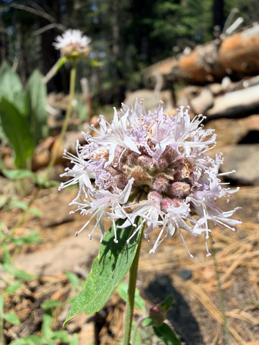 iNaturalist observation photo of Monardella ovata pallida