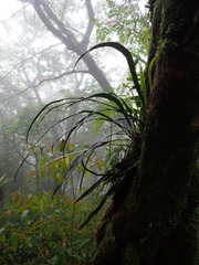 Haplopteris flexuosa