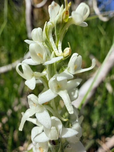 iNaturalist observation photo of Sierra Bog Orchid
