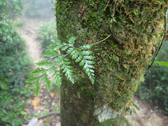 Davallia trichomanoides