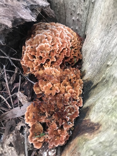 Wine Glass Fungus