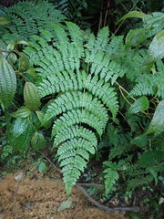 Dryopteris paleolata
