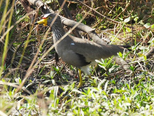 iNaturalist image