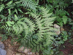 Dryopteris paleolata