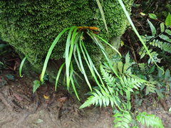 Haplopteris flexuosa