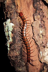 Scolopendra subspinipes