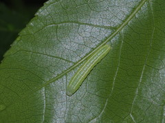 Eutelia adulatricoides