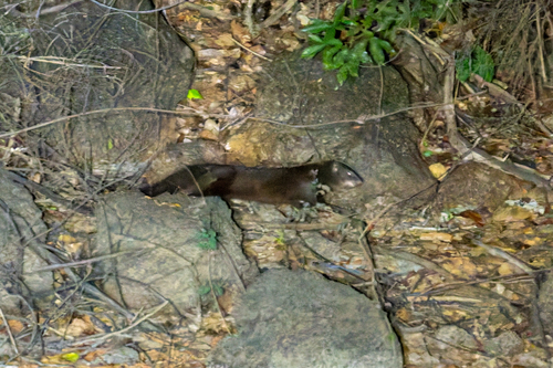 Equatorial Guinea Marsh Mongoose