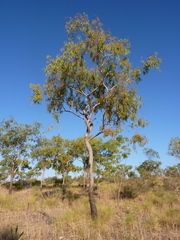 Corymbia arnhemensis