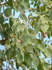 Eucalyptus tintinnans