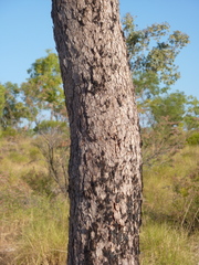 Corymbia arnhemensis