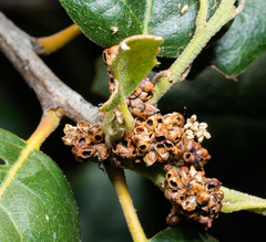 Callirhytis serricornis