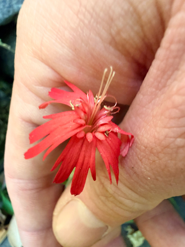 iNaturalist observation photo of cardinal catchfly
