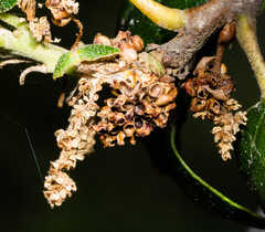 Callirhytis serricornis