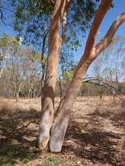Eucalyptus tintinnans