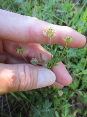 Trifolium bifidum