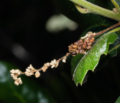 Callirhytis serricornis