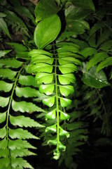 Asplenium polyodon
