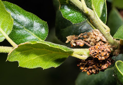 Callirhytis serricornis