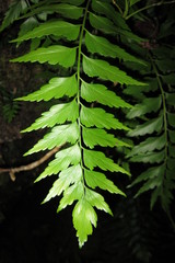 Asplenium polyodon