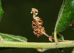 Callirhytis serricornis