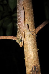 Cyrtodactylus sadleiri