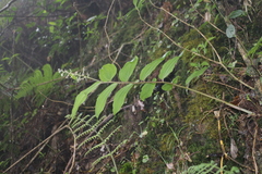Maianthemum harae