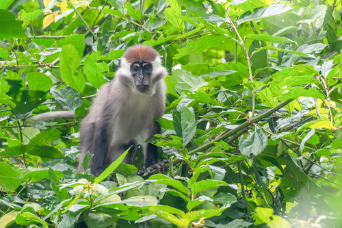 Red-capped Mangabey