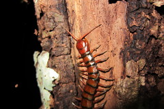 Scolopendra subspinipes