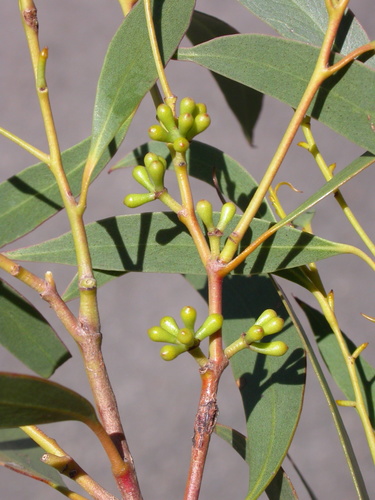 Eucalyptus molyneuxii Rule 2