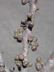 Eucalyptus molyneuxii