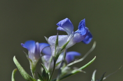 Collinsia grandiflora