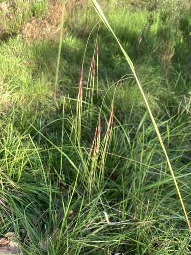 Nassella neesiana