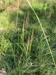 Nassella neesiana