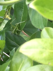 Tettigonia orientalis