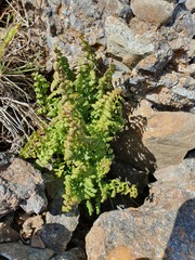 Cystopteris tasmanica