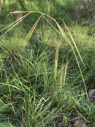 Nassella neesiana, photograph 4