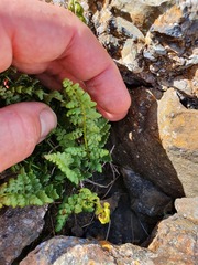 Cystopteris tasmanica
