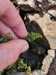 Cystopteris tasmanica