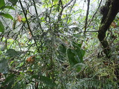 Calocedrus formosana