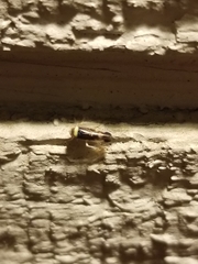 Colladonus montanus reductus