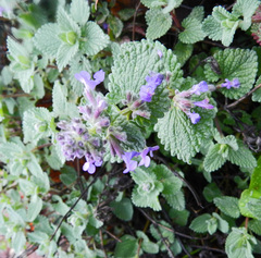 Nepeta × faassenii