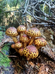 Pholiota glutinosa