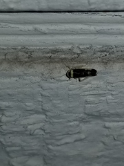 Colladonus montanus reductus