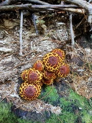 Pholiota glutinosa