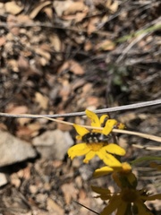 Acmaeodera bowditchi