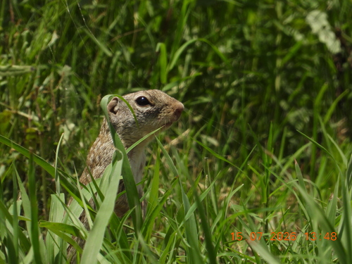 Ardilla de tierra del río Bravo observed by calistemos